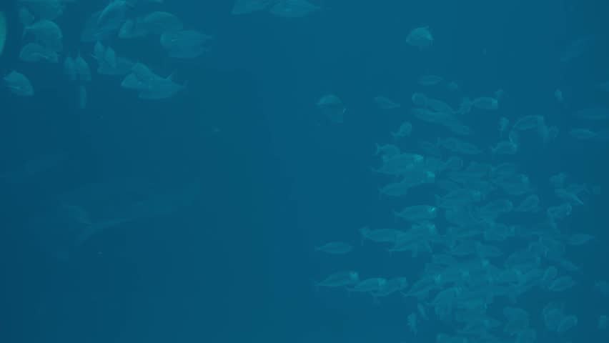 Longtail Stingray In Osaka Aquarium Kaiyukan In Japan - Close Up