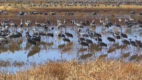Sandhill cranes gather at Whitewater Draw Wildlife Area in southeastern Arizona during winter migration. 1080p