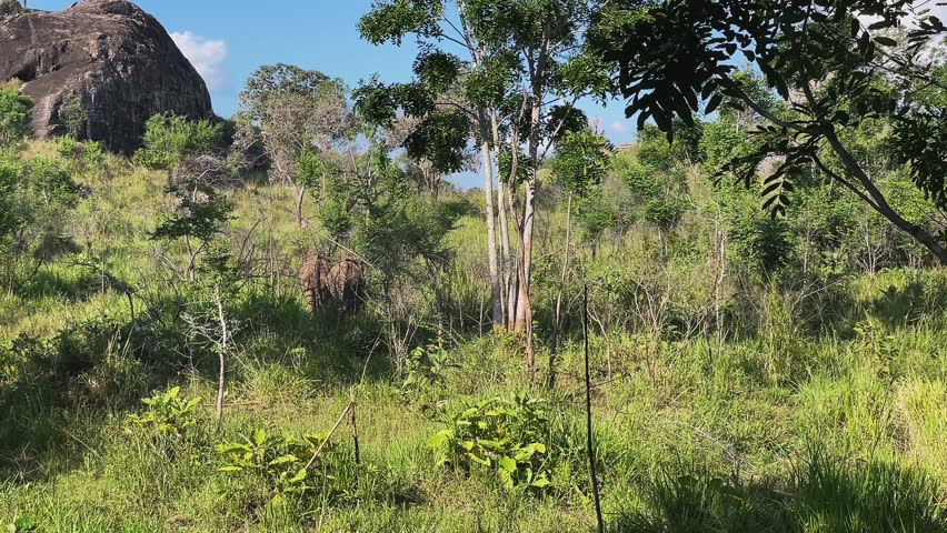 a flock of elephants in the wild. elephants in Sri Lanka. An elephant in the tall grass