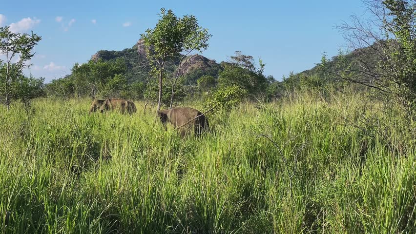 a flock of elephants in the wild. elephants in Sri Lanka. An elephant in the tall grass