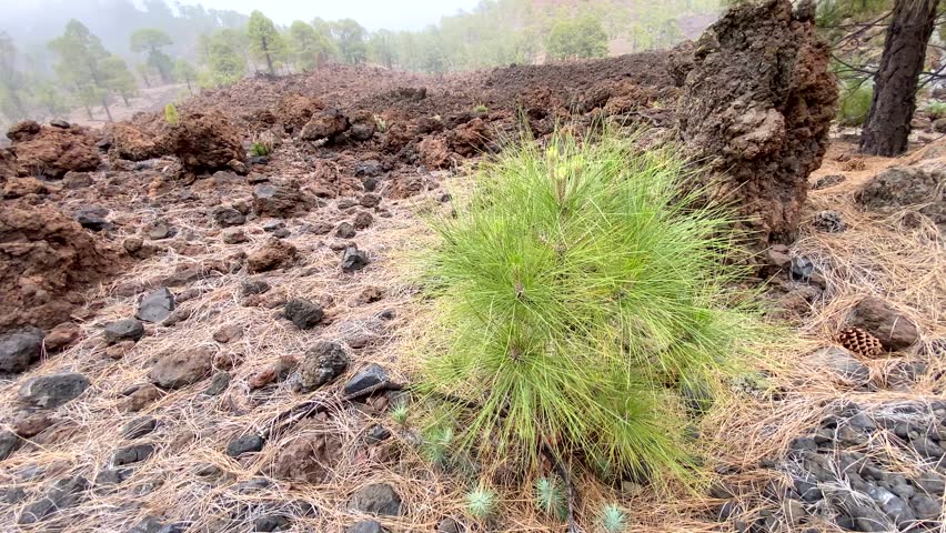 Young green Pine tree (Pinus canariensis) on lava volcanic rocks in El Teide National park,Tenerife, Canary Islands, Spain.