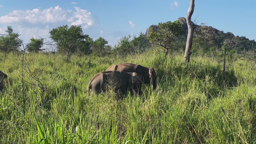 a flock of elephants in the wild. elephants in Sri Lanka. An elephant in the tall grass