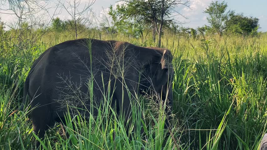 a flock of elephants in the wild. elephants in Sri Lanka. An elephant in the tall grass