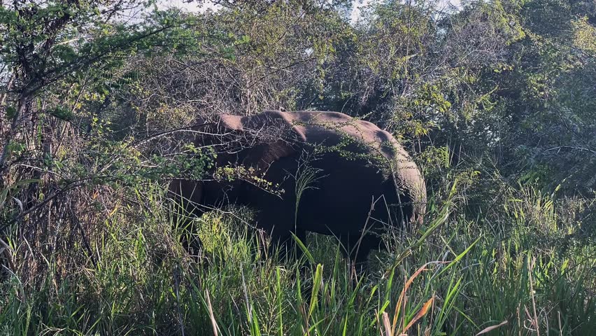 a flock of elephants in the wild. elephants in Sri Lanka. An elephant in the tall grass