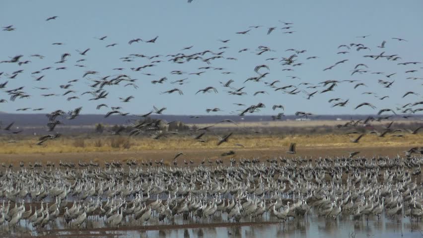 Sandhill Crane flying over the Marsh image - Free stock photo - Public ...