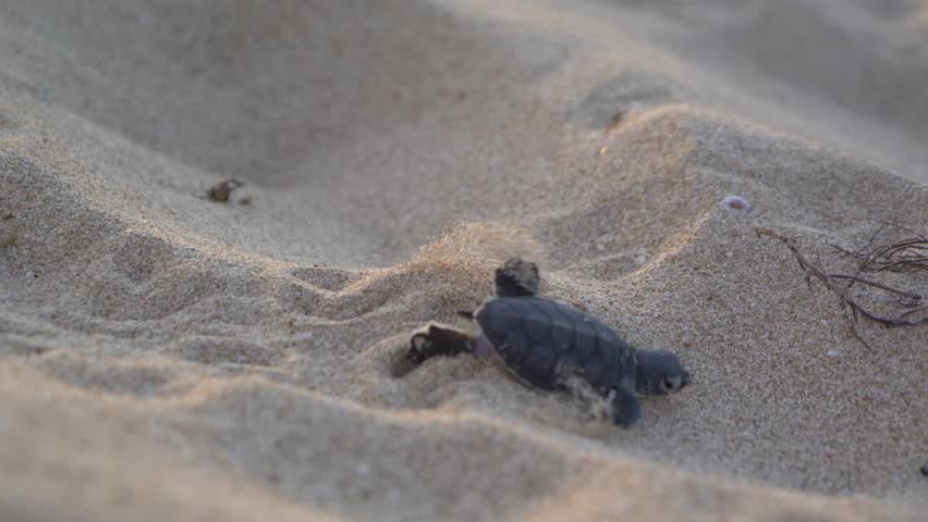 Baby turtle waddling over sand mounds moving towards the water close up shot