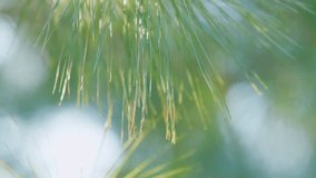 Pine Tree Is Waving With The Wind. Spikey Leaves Of The Pine Trees. Bokeh. Out of focus. - Powered by Shutterstock - Get 15% off with code: PIKWIZARD15