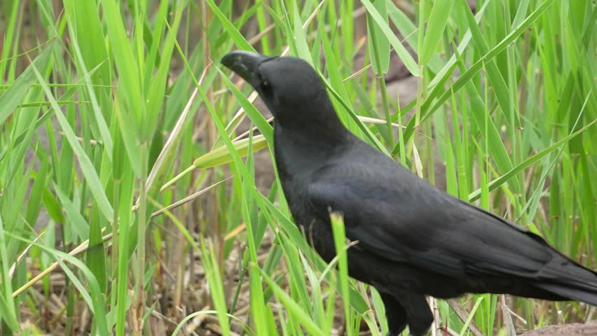crow is in a forest