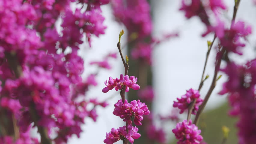 Judas Tree. Flowering Plant Family Fabaceae Which Is Noted For Its Prolific Display Of Deep Pink Flowers. Close up.