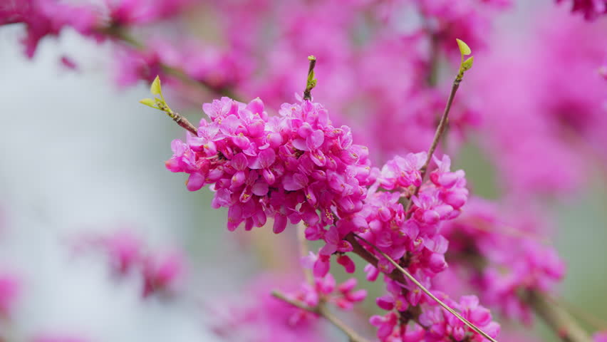 Ornamental Tree Blooming With Beautiful Pink Colored Flowers. Trees In Spring. Close up.