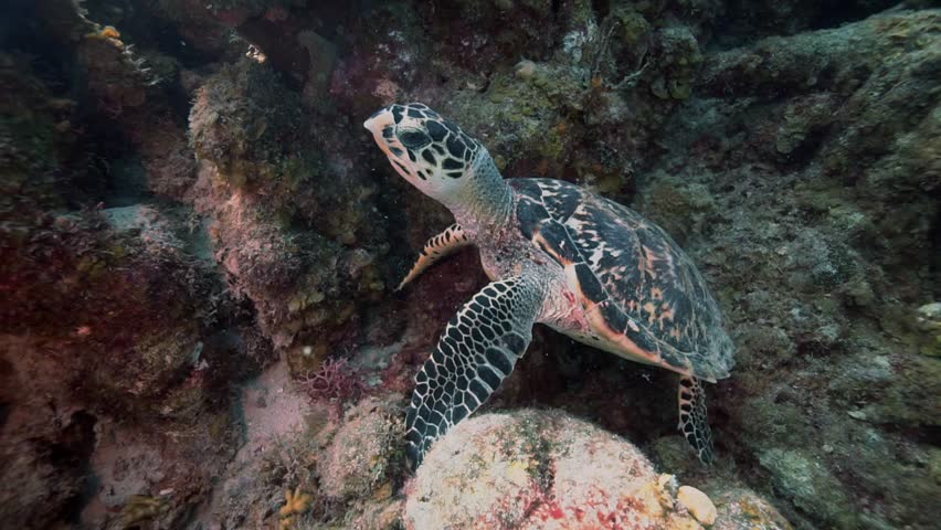 A juvenile hawksbill turtle is sitting on the reef when it takes off swimming into the blue ocean.