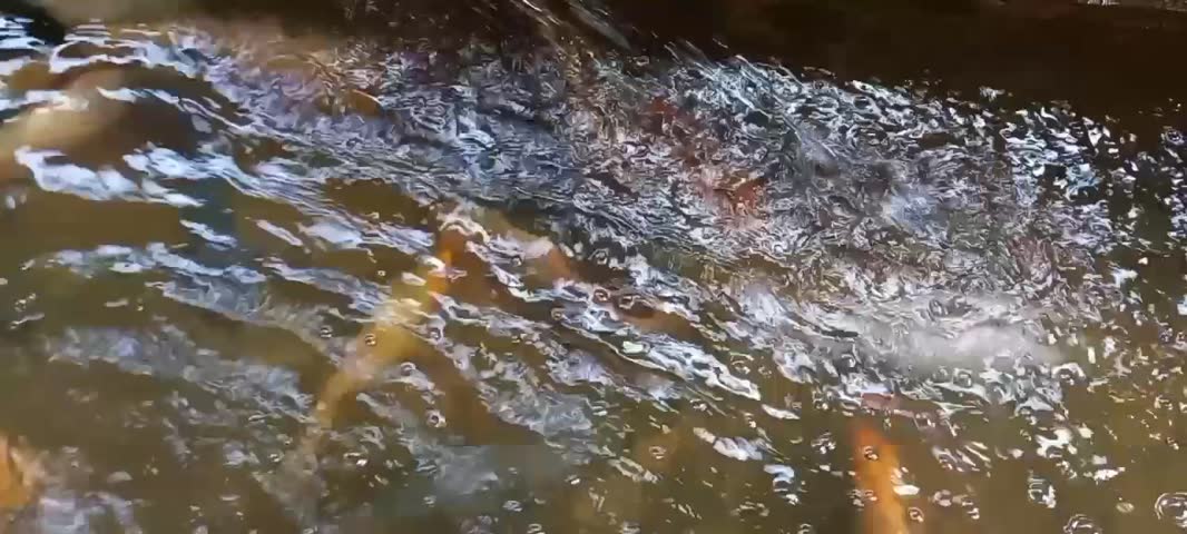 video of goldfish swimming in a pond