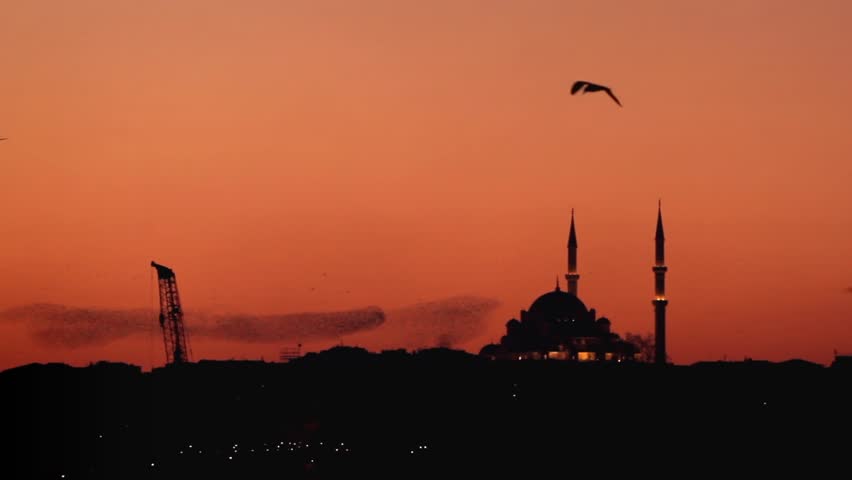Flocks of bird over Istanbul, Turkey
