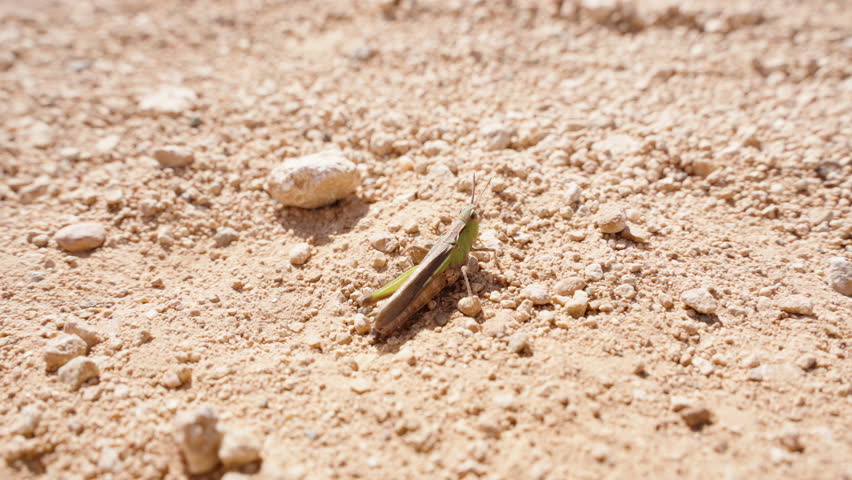 A grasshopper on the ground jumps into the distance, scattering sand particles from under its feet. Slow motion, macro.