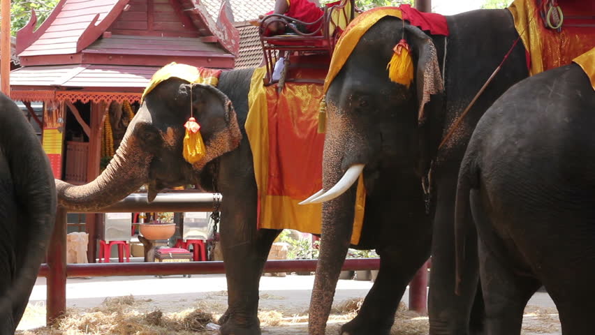 Elephants taking tourists for ride