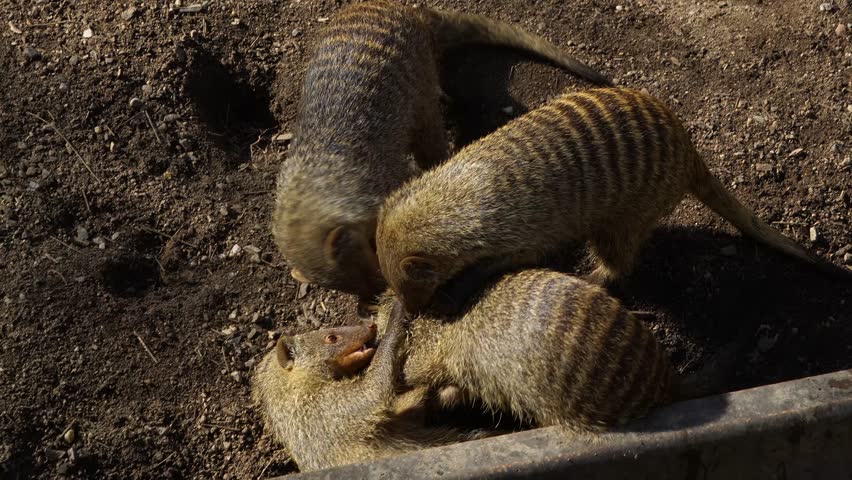 close up of banded mongoose laying around in the sun.	
