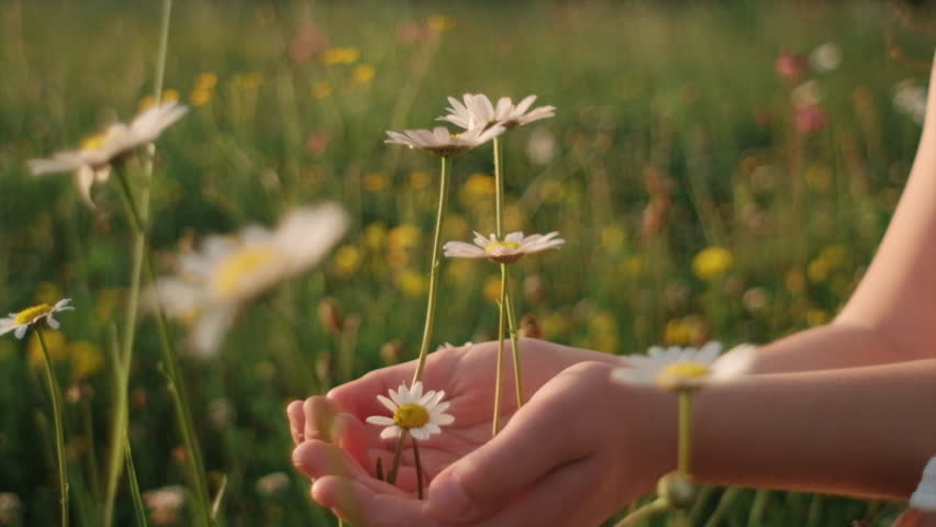 Close up portrait of charming little girl kid in summer meadow enjoys smell white chamomiles, laughing and smiling. Happy adorable child plays with flowers outdoors during sunset. Childhood concept