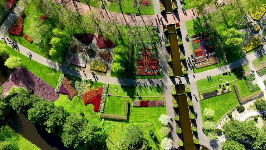 Aerial view of a blooming tulip field in the Lisse, Dutch Spring views in the Netherlands, colorful flowers