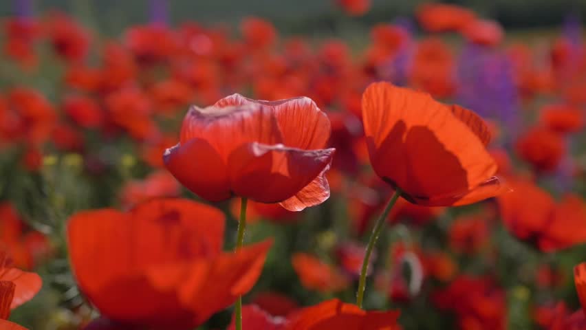 Slow motion. Blooming scarlet poppies and purple delphiniums sway in the wind and the petals glow in the bright sun. Delicious fragrance advertising background. Close up with blur. The camera moves