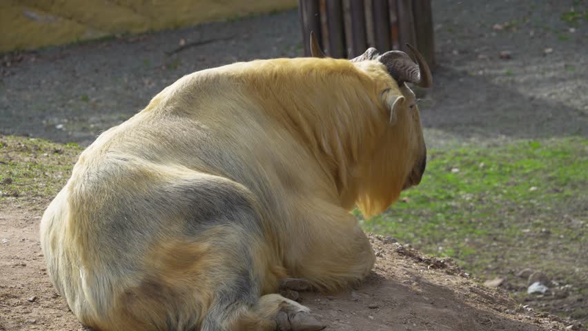 Close view of a takin mountain goat resting