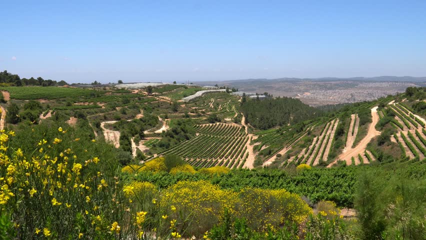 Israeli rural landscape with rolling hills, vineyards, trees and yellow flowers swaying in the wind in the foreground in the Kfar Etzion settlement
