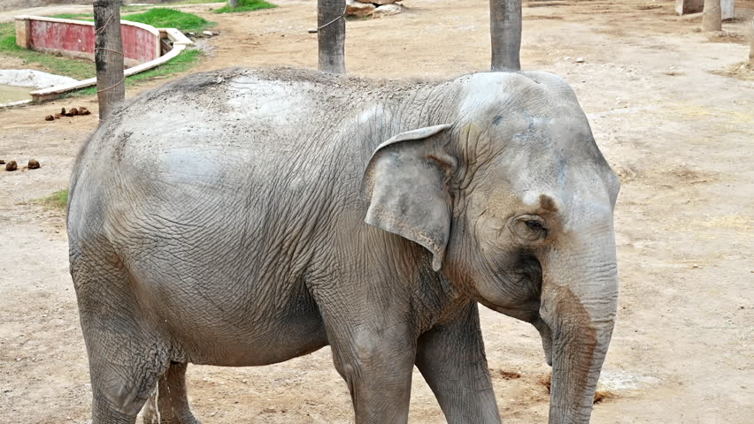 View of an elephant in his cage in Terra Natura Zoo in Benidorm, Spain