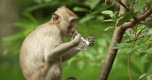 Monkey eat remained food from plastic bag. Plastic pollution in the jungle, is an environmental problem. High definition shot at 4K video footage. 