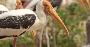 Painted stork (Mycteria leucocephala) is a large wader in the stork family. High definition shot at 4K video footage.