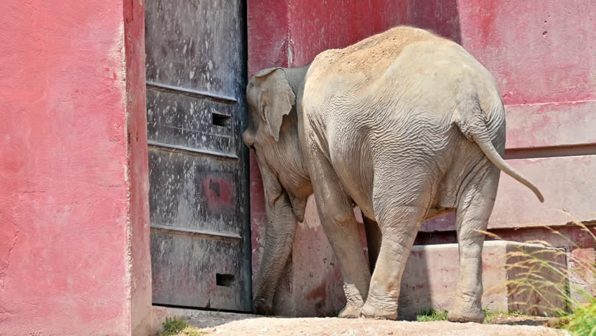 A elephant hitting on a door in Terra Natura zoo in Benidorm, Spain