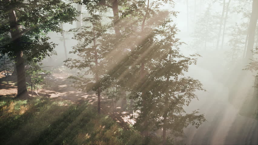 Wooded forest trees backlit by golden sunlight