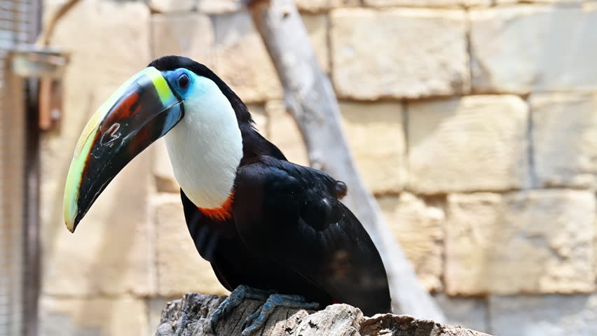 View of a white-throated toucan in Terra Natura zoo in Benidorm, Spain