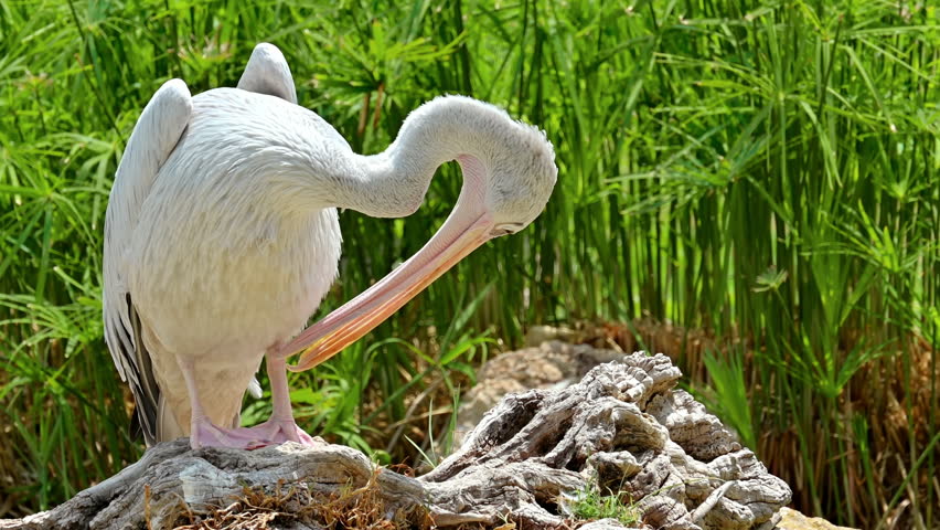 View of a pink-backed pelican in Terra Natura Zoo in Benidorm, Spain