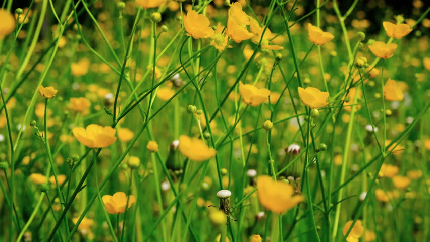 Close up view of the video against the background of beautiful yellow wild flowers. A meadow or field with yellow wildflowers swaying in the wind