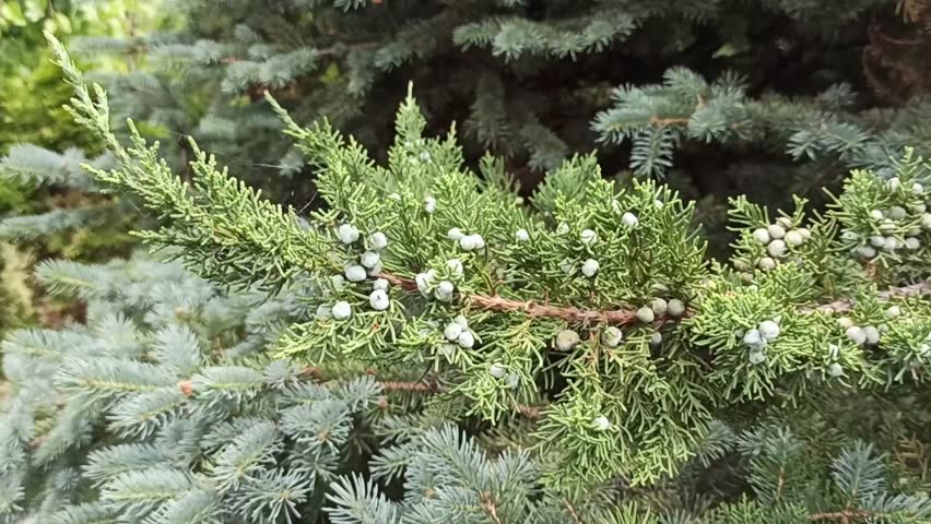 Green juniper branches with berries, close-up of juniper bushes, shallow depth of field, selective focus 