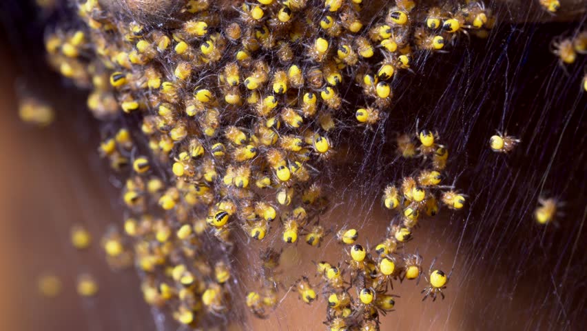 Closeup of a nest of hundreds Araneus diadematus spiderlings known as common garden spider or cross orbweaver crawling around
