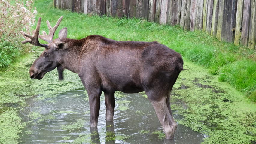 Moose in the natural environment stands in the lake and shakes. Close up video of moose in the forest. 4K resolution of elk in natural habitat
