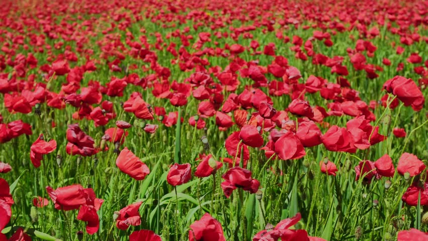 Walk in the poppy flowers field. Camera moves between the flowers of red poppies in slow motion. Field of blossoming poppies at sunny day in late spring season. Wild meadow flowers close-up