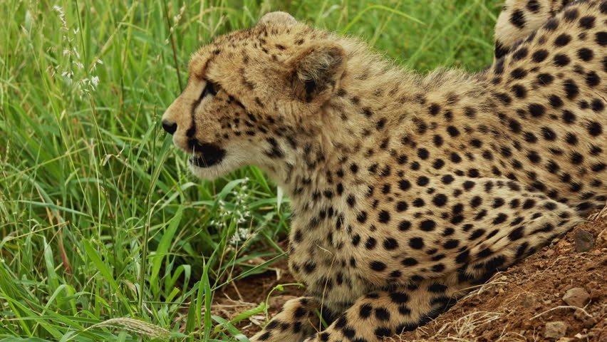 closeup of wild cheetah have rest under tree eating grass in african savannah in national park. South Africa safari in national park. Amazing shot of african animals, predators, wild cats after hunt.