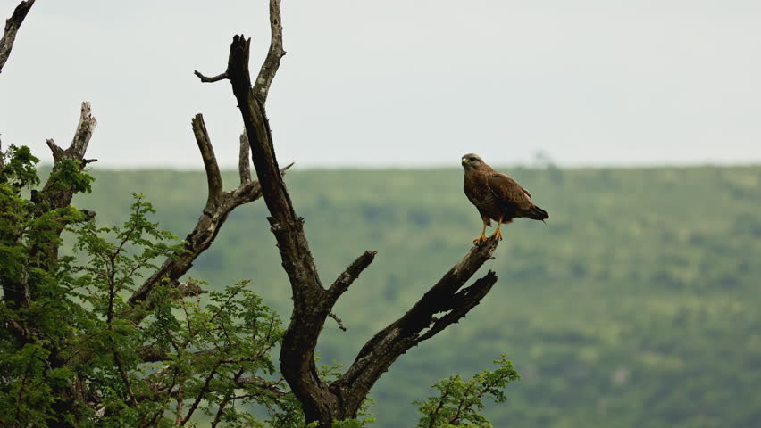 Honey buzzard portrait sitting high on tree branch among african savannah and mountains. South Africa safari in national park. Wildlife of endangered animal and birds species. Predator hunting