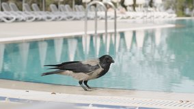 Crow Walks on the Water at the Pool, Notices Me, and Flies Away, Slow Motion. - Powered by Shutterstock - Get 15% off with code: PIKWIZARD15