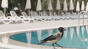 Crow Walks Along the Pool Edge, Prods Something in the Water, and Eats, Then Flies Away in Alarm. Slow Motion. - Powered by Shutterstock - Get 15% off with code: PIKWIZARD15