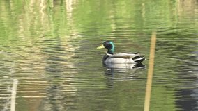 Discover the Fascinating World of the Mallard Duck (Anas platyrhynchos)