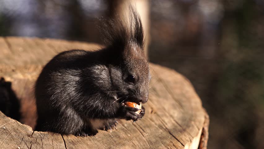 Terrestrial animal with whiskers sits on stump eating nut