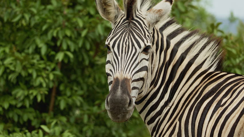 closeup of a striped wild african zebra face walking alone in the forest. footage of african zebra face closeup standing. South Africa safari in national park. Wildlife of endangered animal species.