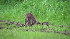Young wild boar looking for food on a green field. Slow motion 120 fps. Very heavy rain, in the background is a forest, the pig is leaving. 4K resolution - Powered by Shutterstock - Get 15% off with code: PIKWIZARD15