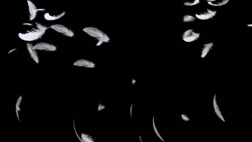 Many white feathers floating and falling on a transparent background Beautiful 3D feathers floating in the air