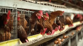 Laying hens, a breed of chicken focused on producing high-quality eggs, play an important role in the livestock industry. - Powered by Shutterstock - Get 15% off with code: PIKWIZARD15