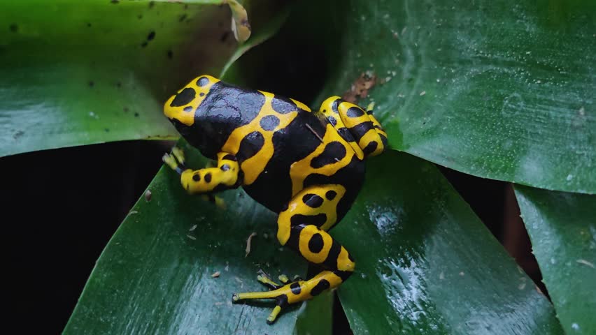 Close view of a yellow striped poison dart frog moving slowly around a plant	