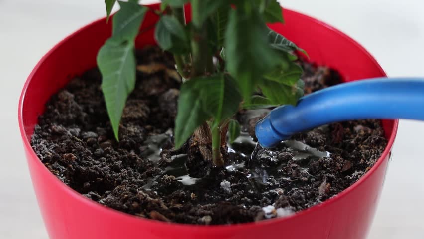 Watering houseplant close-up. Pouring water on flowerpot soil from watering can 