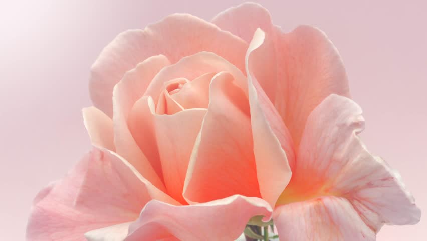 Rose Flower open close up, soft petals of beautiful rose time lapse, nature background. Bouquet, beauty flower macro shot, blooming pastel, pink Easter backdrop, romantic, tenderness concept, love